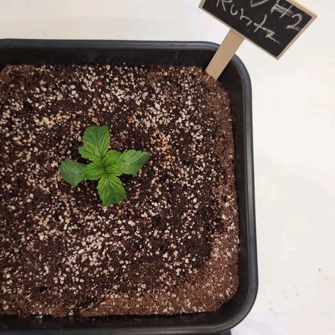Broadway Runtz #2 growlog timeline photo