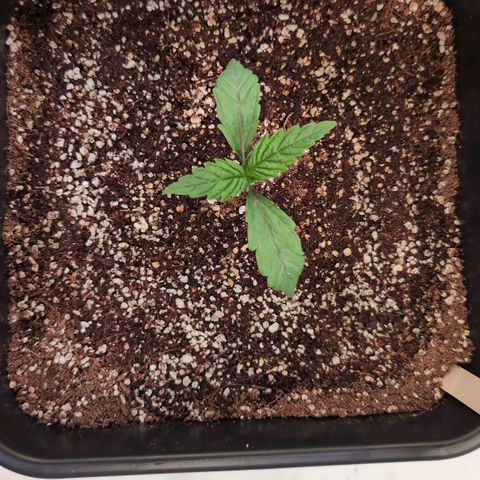 Jelly Donutz growlog timeline photo
