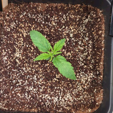 Blueberry Cupcake  growlog timeline photo