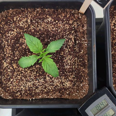 Broadway Runtz #1 growlog timeline photo