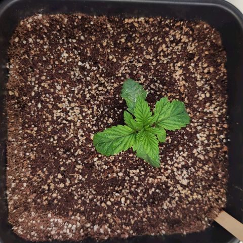 Broadway Runtz #2 growlog timeline photo
