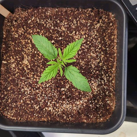 Blueberry Cupcake  growlog timeline photo