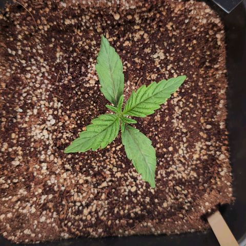 Jelly Donutz growlog timeline photo