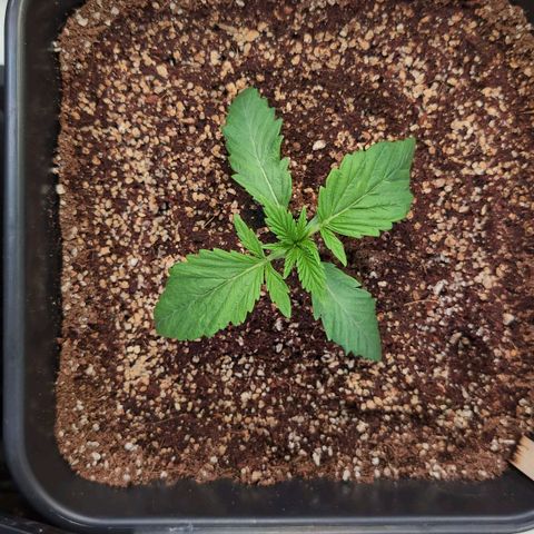 Broadway Runtz #1 growlog timeline photo