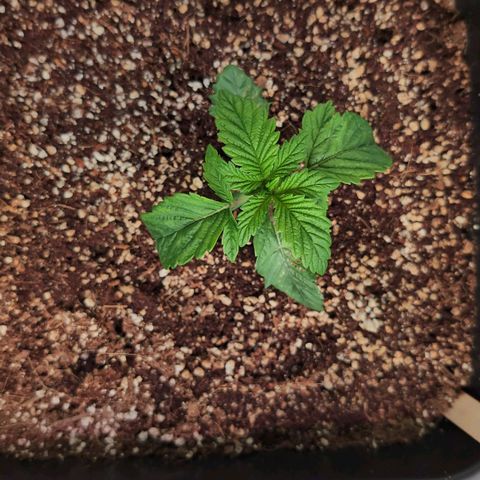 Broadway Runtz #2 growlog timeline photo