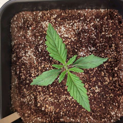Jelly Donutz growlog timeline photo