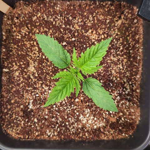 Blueberry Cupcake  growlog timeline photo
