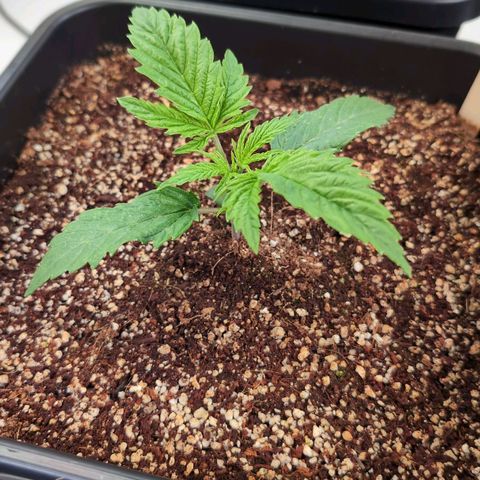 Blueberry Cupcake  growlog timeline photo