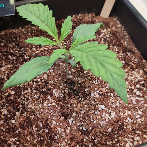 Jelly Donutz growlog timeline photo