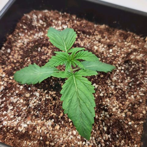 Broadway Runtz #1 growlog timeline photo