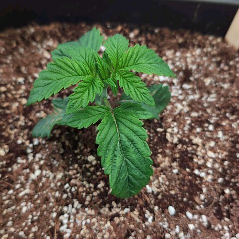Broadway Runtz #2 growlog timeline photo