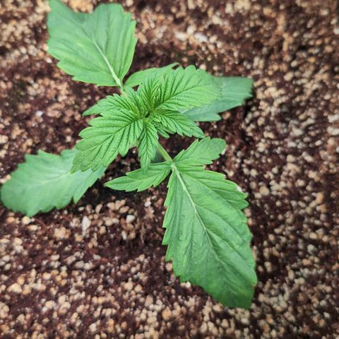 Broadway Runtz #1 growlog timeline photo