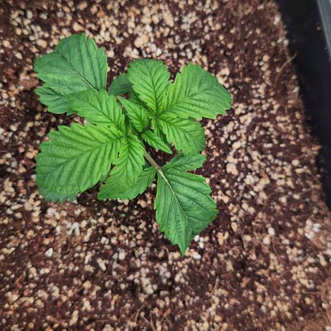 Broadway Runtz #2 growlog timeline photo