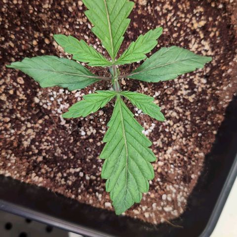 Jelly Donutz growlog timeline photo