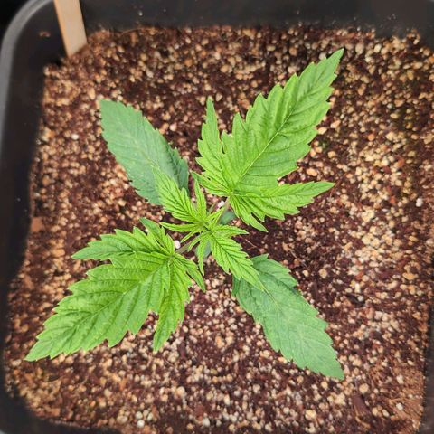 Blueberry Cupcake  growlog timeline photo