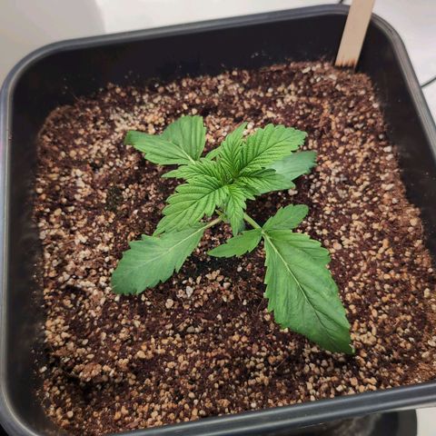 Broadway Runtz #1 growlog timeline photo