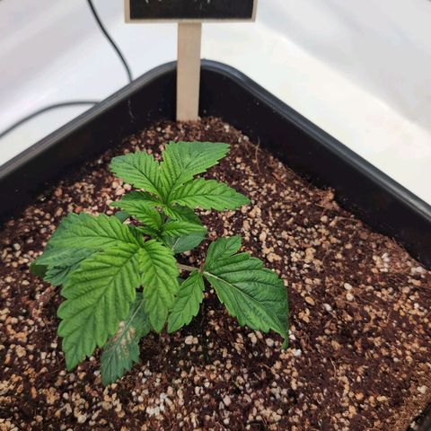 Broadway Runtz #2 growlog timeline photo