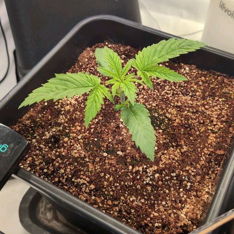 Blueberry Cupcake  growlog timeline photo