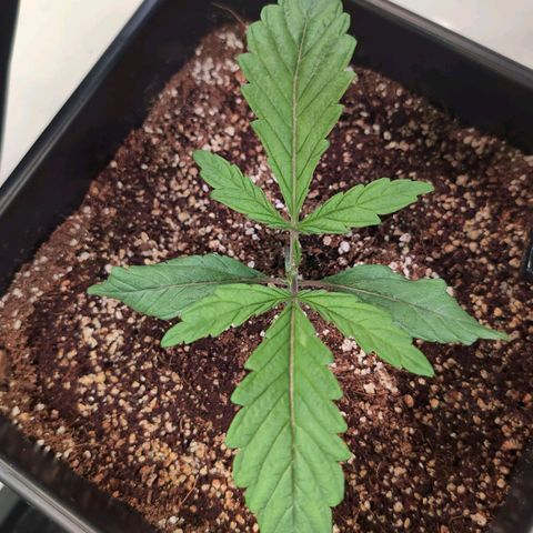 Jelly Donutz growlog timeline photo