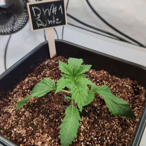 Broadway Runtz #1 growlog timeline photo