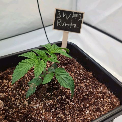 Broadway Runtz #2 growlog timeline photo