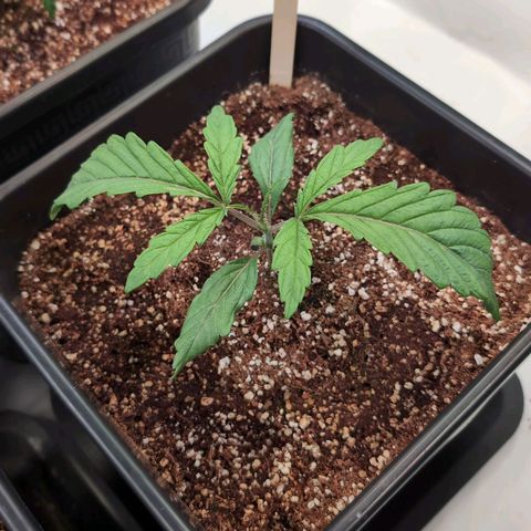 Jelly Donutz growlog timeline photo