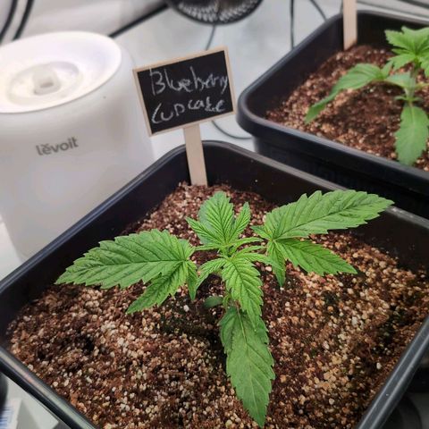 Blueberry Cupcake  growlog timeline photo