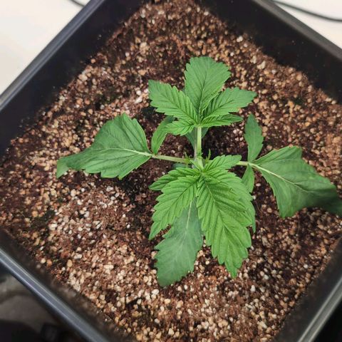 Broadway Runtz #1 growlog timeline photo