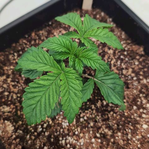 Broadway Runtz #2 growlog timeline photo