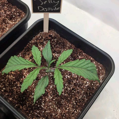 Jelly Donutz growlog timeline photo
