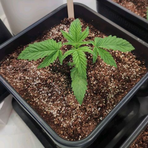 Blueberry Cupcake  growlog timeline photo