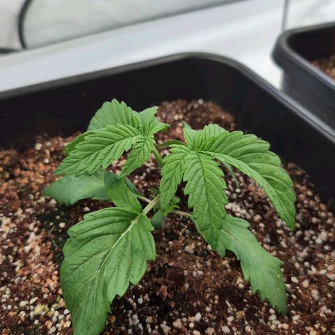 Broadway Runtz #1 growlog timeline photo