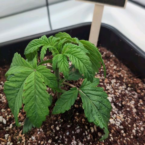 Broadway Runtz #2 growlog timeline photo