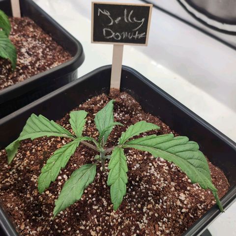 Jelly Donutz growlog timeline photo