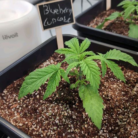 Blueberry Cupcake  growlog timeline photo