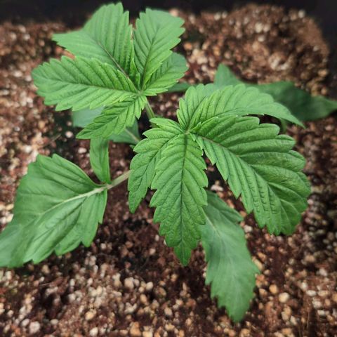 Broadway Runtz #1 growlog timeline photo