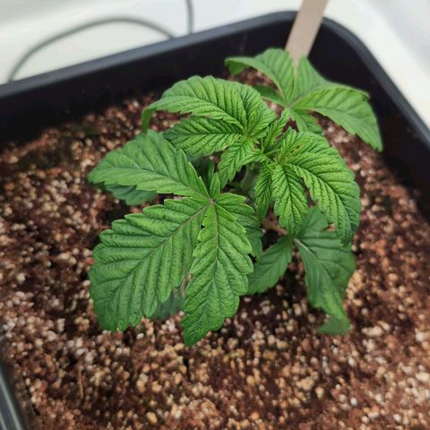 Broadway Runtz #2 growlog timeline photo