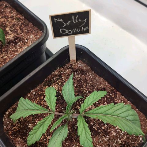 Jelly Donutz growlog timeline photo
