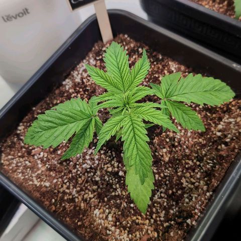 Blueberry Cupcake  growlog timeline photo