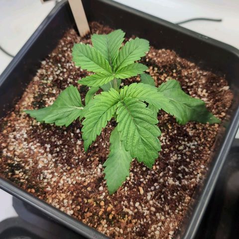 Broadway Runtz #1 growlog timeline photo