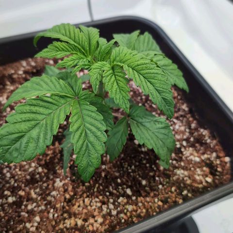 Broadway Runtz #2 growlog timeline photo