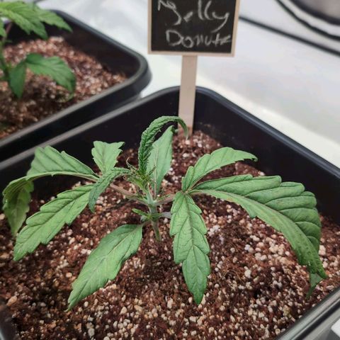 Jelly Donutz growlog timeline photo