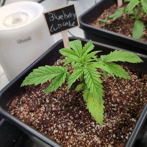 Blueberry Cupcake  growlog timeline photo