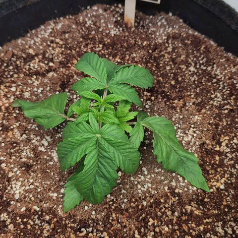 Broadway Runtz #1 growlog timeline photo