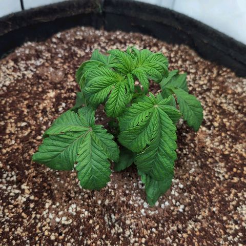 Broadway Runtz #2 growlog timeline photo