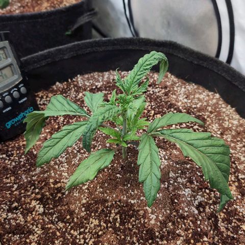 Jelly Donutz growlog timeline photo