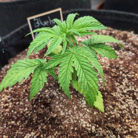 Blueberry Cupcake  growlog timeline photo