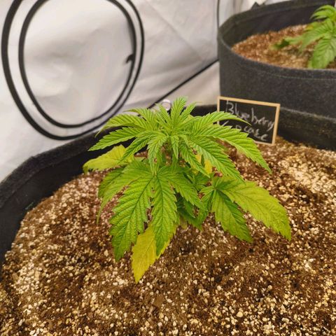 Blueberry Cupcake  growlog timeline photo
