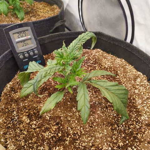 Jelly Donutz growlog timeline photo