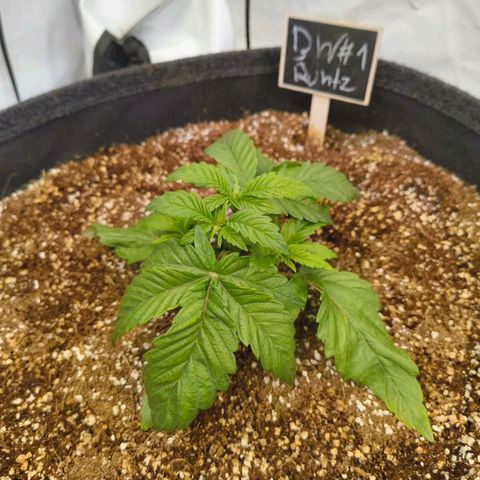 Broadway Runtz #1 growlog timeline photo